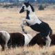 Wild Horses ...  Mustangs of Oregon