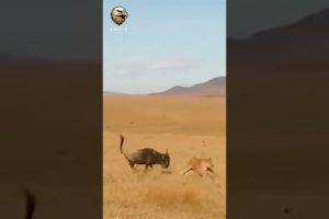 Wildebeest Attack Lioness  #animals #wildmoments #lion #wildlifefight