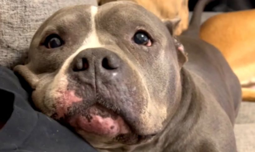 Woman rescues dog. Now she's the third wheel.