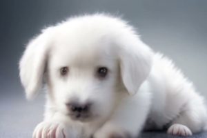 World's Cutest Puppies - Cute baby Dogs