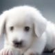 World's Cutest Puppies - Cute baby Dogs