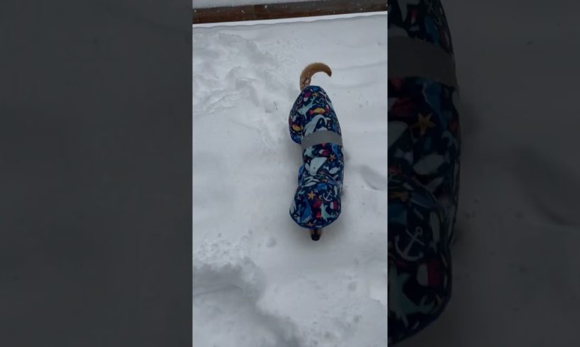Wrapped Up Dog Hops Through Snow ⛄️😂