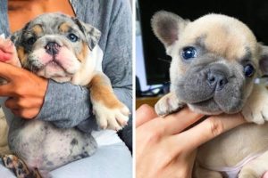 You Would Want a French Bulldog's after Finishing this Video - Funny and Cute French Bulldog's #4