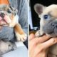 You Would Want a French Bulldog's after Finishing this Video - Funny and Cute French Bulldog's #4