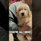 You’re all I have got #dog #goldenretriever #shorts