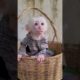 adorable tiny Jack lovely playing in basket #animals #anime #monkey #monkeybaby
