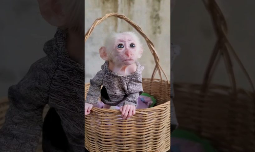 adorable tiny Jack lovely playing in basket #animals #anime #monkey #monkeybaby