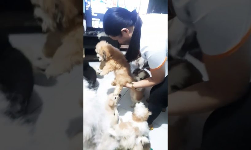 adult dogs and cute puppies welcome new member of the family. #shorts #puppy #dog #pleasesubscribe