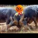 angry bull fight👿| animal fight video crazy animal video