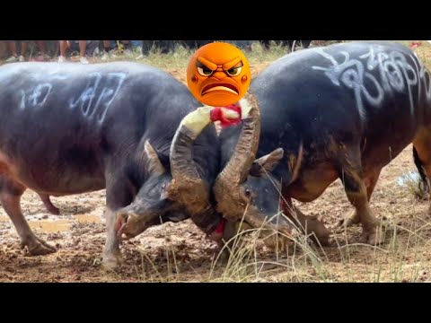 angry bull fight👿| animal fight video crazy animal video