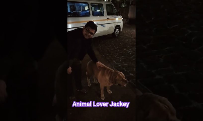#animallover #trending #animals #doglovers #youtubeshorts #viral Playing with dog jackey