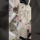 baby cats are playing 01 #shorts #catslovecorner #cats #animals #catslover #catslife