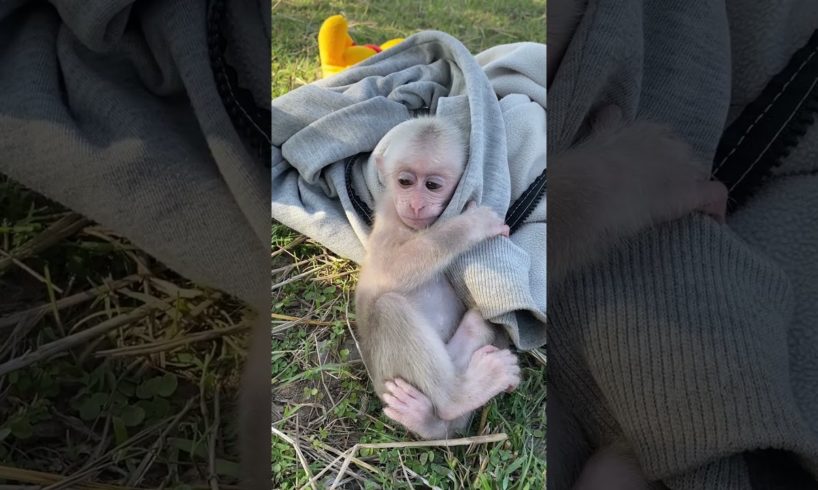 baby monkey so cute #monkeyplay #monkey05 #animals #monkey #cute #animals940 #monkeybaby #baby