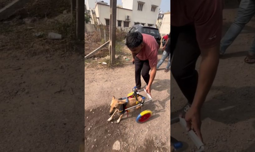 bejuban 🥺. #helping #helpingdogs #animallover #dog #vlog