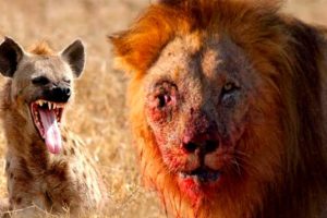 brutal fight lion vs hyena | Lion vs hyena fight | Brutal animal fight | National geographic channel