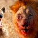 brutal fight lion vs hyena | Lion vs hyena fight | Brutal animal fight | National geographic channel