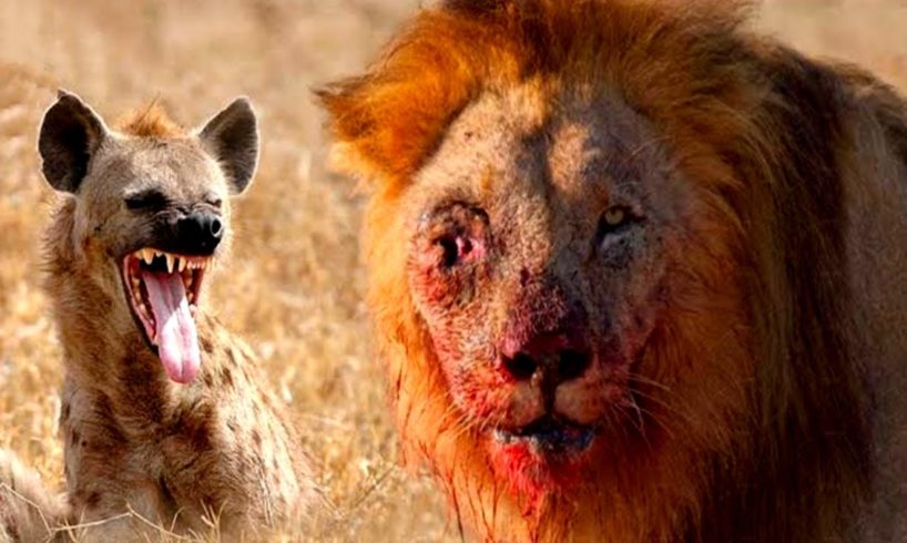 brutal fight lion vs hyena | Lion vs hyena fight | Brutal animal fight | National geographic channel