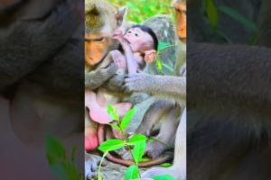 #clevermonkey #babyanimal #animals