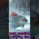 cold weather playing fish || amazing fish 2024 #amazing #viral #trending #fish #shorts #cold