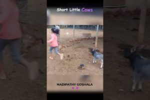 cute cows playing 😍❤️ #fun #kids #shorts #love #viral #cows #punganur #yt #animals