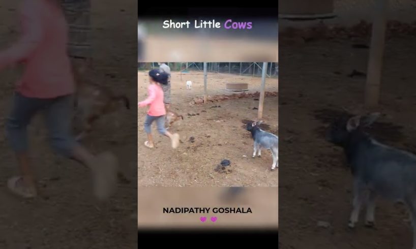 cute cows playing 😍❤️ #fun #kids #shorts #love #viral #cows #punganur #yt #animals