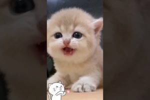 cute kitten,s 🥰🙈❤️
