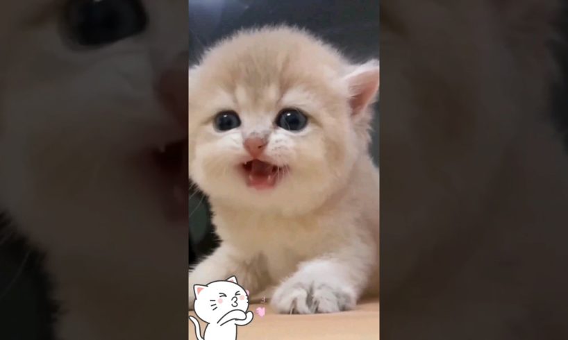 cute kitten,s 🥰🙈❤️