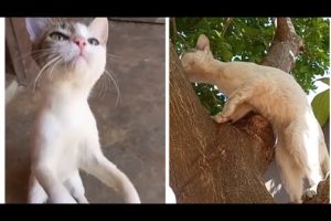 #cute #pets #dog #cat #kitten #jump #love #play #relaxing #viral #video#animals#youtube#trending#diy