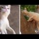 #cute #pets #dog #cat #kitten #jump #love #play #relaxing #viral #video#animals#youtube#trending#diy