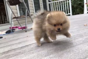 cute pomeranian puppy barking funny and cute puppies