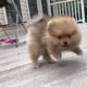 cute pomeranian puppy barking funny and cute puppies