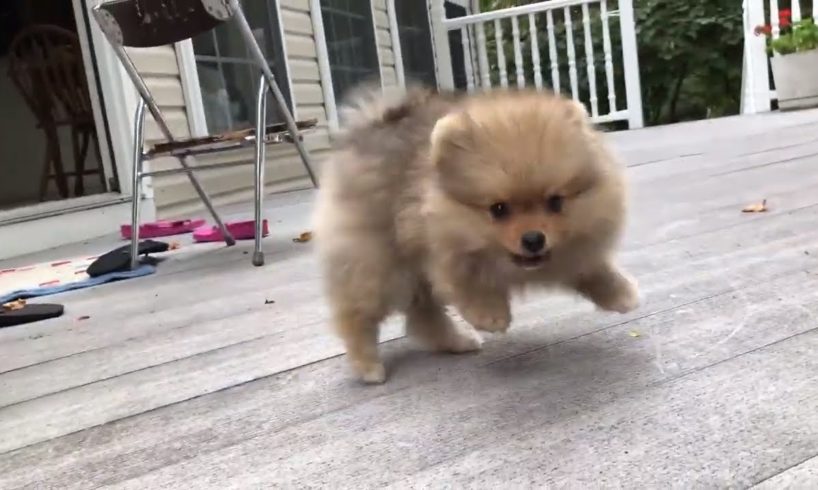 cute pomeranian puppy barking funny and cute puppies