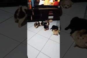 cute puppies are playing happy outside of their cage. #shorts #puppy #cute #play #pleasesubscribe