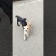 cute puppies barking #puppy