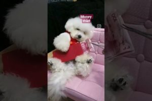 cute puppies doing funny things #pug #shots #sub #tiktok #fyp #duet #trending #dogs #funny #terrier