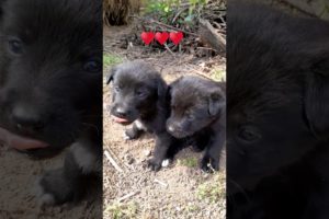 cute puppies khel rahe hain♥️😃#cute #puppies #playing #viral #animals #trending #shorts