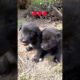 cute puppies khel rahe hain♥️😃#cute #puppies #playing #viral #animals #trending #shorts