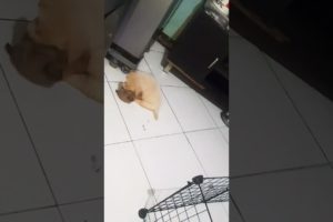 cute puppies love to play outside their cage after meals. #shorts #puppy #love #fun #pleasesubscribe