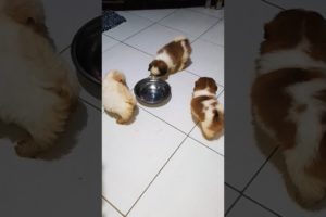 cute puppies playing with their empty food bowl after taking meals. #shorts #puppy #pleasesubscribe