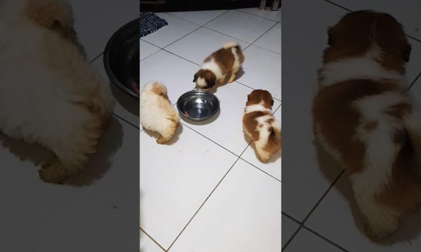cute puppies playing with their empty food bowl after taking meals. #shorts #puppy #pleasesubscribe