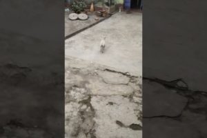 cute puppies #trendingshorts #viral #shorts 🙏🏻🙏🏻 😘😘 🐕🐕