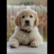 cute puppies videos ❤️❤️🐕🐕🐕