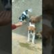cute puppies 🐶🐶🐶😍😍😍#youtube short #I love puppies