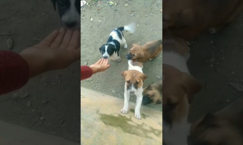 cute puppies 🐶🐶🐶😍😍😍#youtube short #I love puppies
