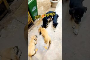 cute puppies❤️||street dog #pets #ytshorts #shorts