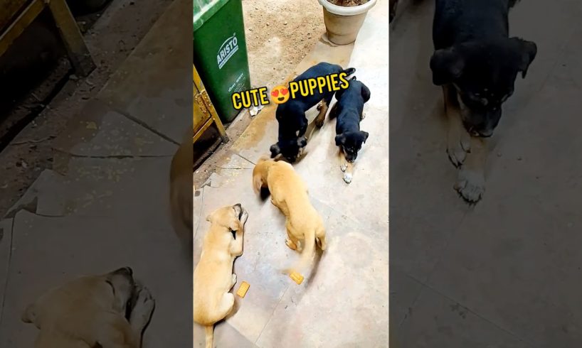 cute puppies❤️||street dog #pets #ytshorts #shorts