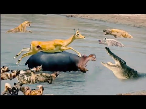 discovery wild animals fighting in the jungle#wildlife#lion#Animals fighting