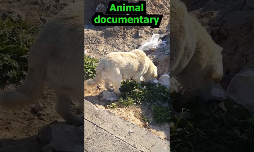 dog documentary. street dogs 🐶🐕 need help and so hungry. #short #vshort #shortvideo #documentary