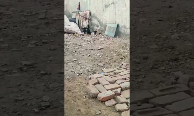 #dog lover#true friends forever #viral #ytshorts #utube #cute puppies....#