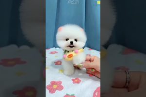 dog videos 🐶😍 cute Puppies 🥰💝 #dog #puppy #shorts